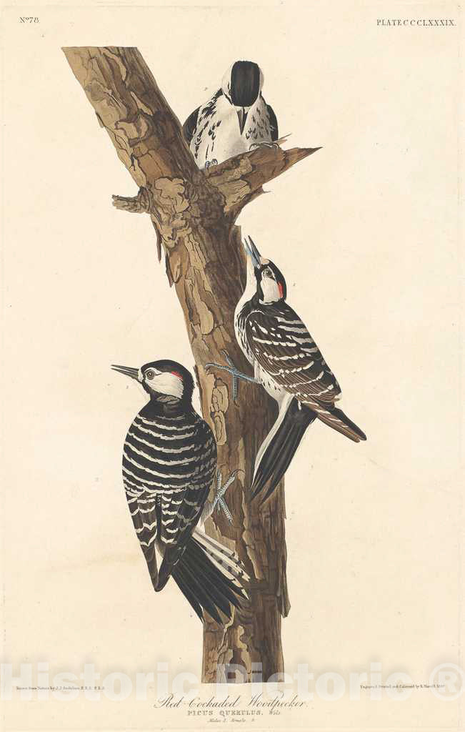 Art Print : Havell After Audubon, Red-cockaded Woodpecker, 1837 - Vintage Wall Art