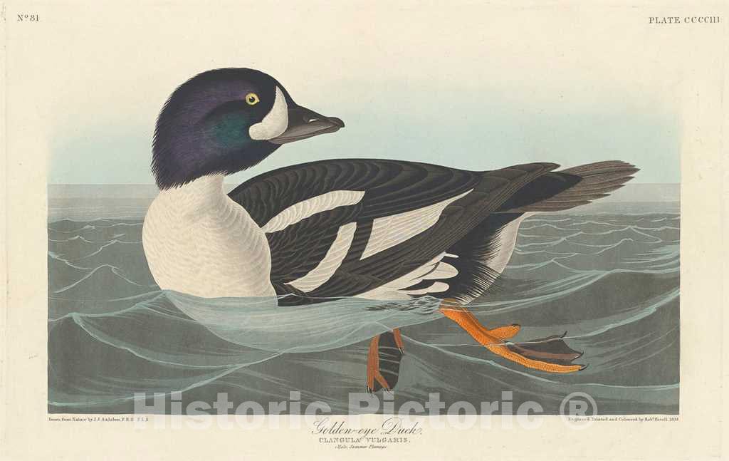 Art Print : Havell After Audubon, Golden-Eye Duck, 1838 - Vintage Wall Art