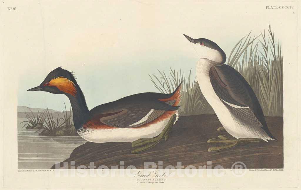 Art Print : Havell After Audubon, Eared Grebe, 1838 - Vintage Wall Art