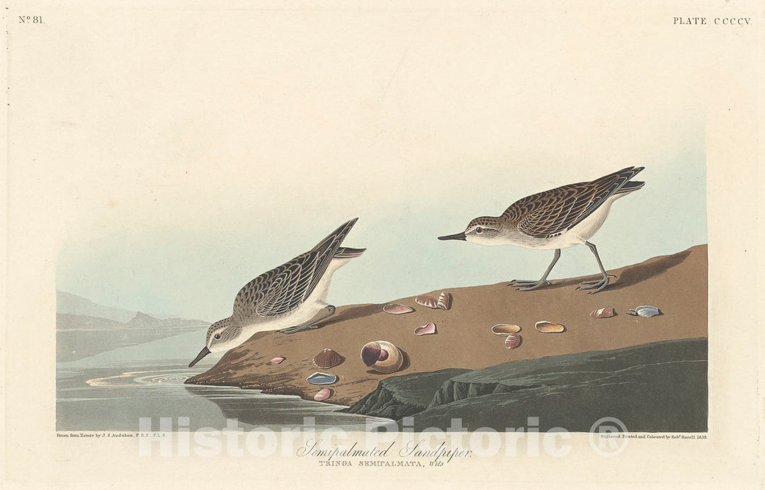 Art Print : Havell After Audubon, Semi-palmated Sandpiper, 1838 - Vintage Wall Art