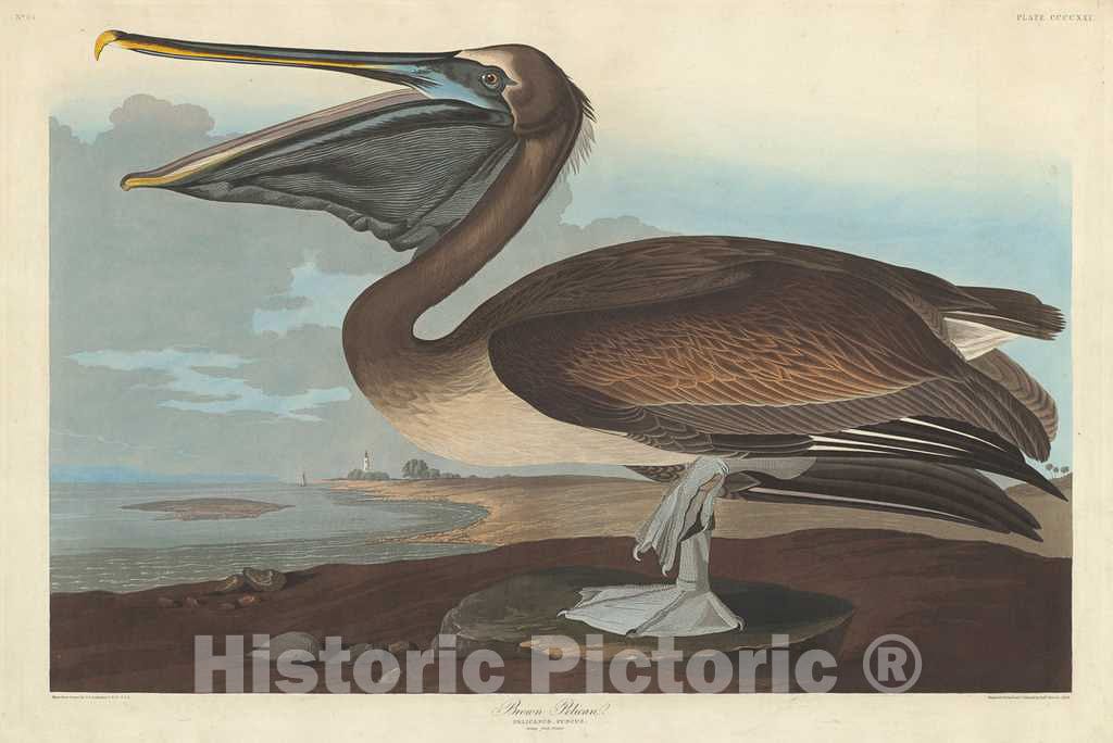 Art Print : Havell After Audubon, Brown Pelican, 1838 - Vintage Wall Art