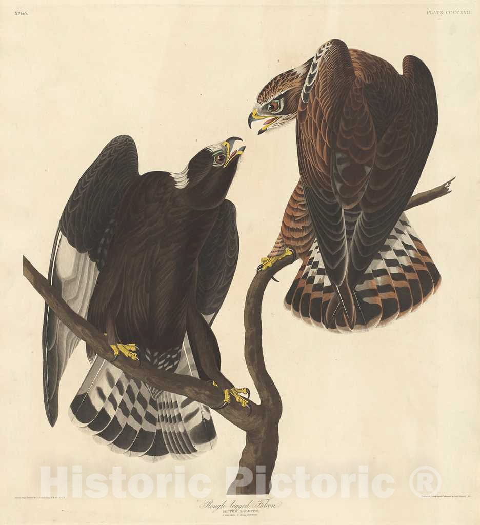 Art Print : Havell After Audubon, Rough-Legged Falcon, 1838 - Vintage Wall Art