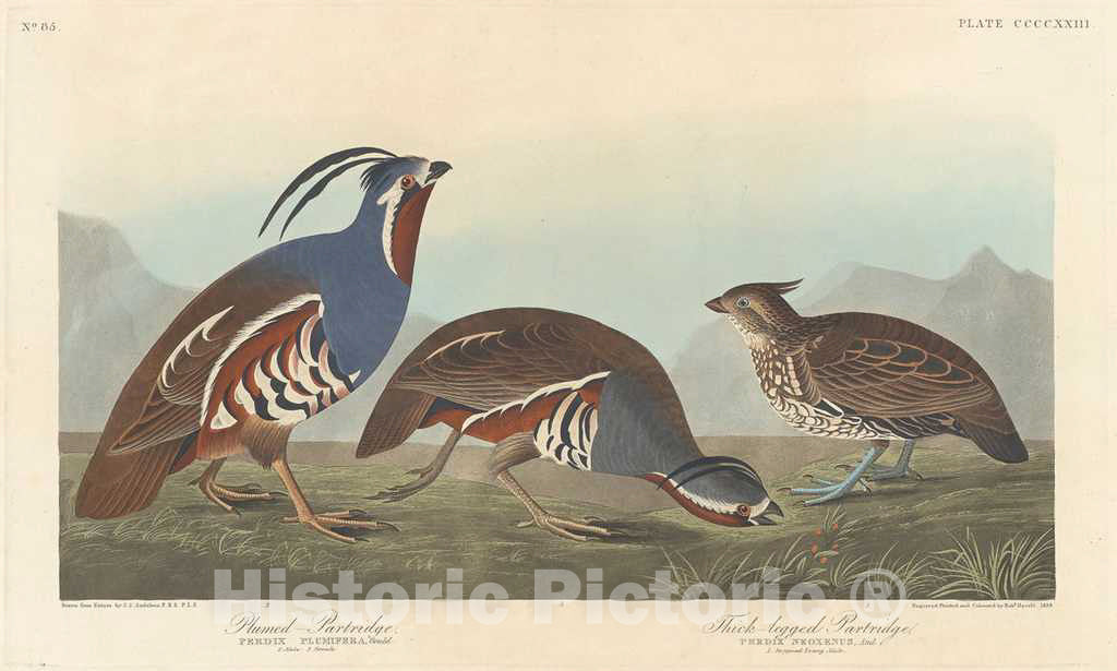 Art Print : Havell After Audubon, Plumed Partridge and Thick-Legged Partridge, 1838 - Vintage Wall Art