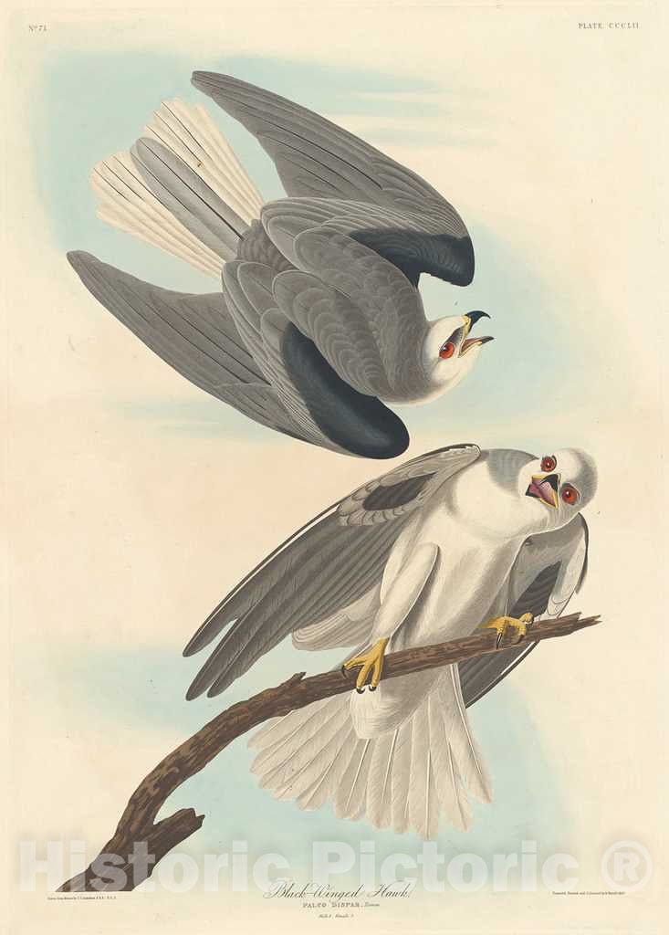 Art Print : Havell After Audubon, Black-Winged Hawk, 1837 - Vintage Wall Art