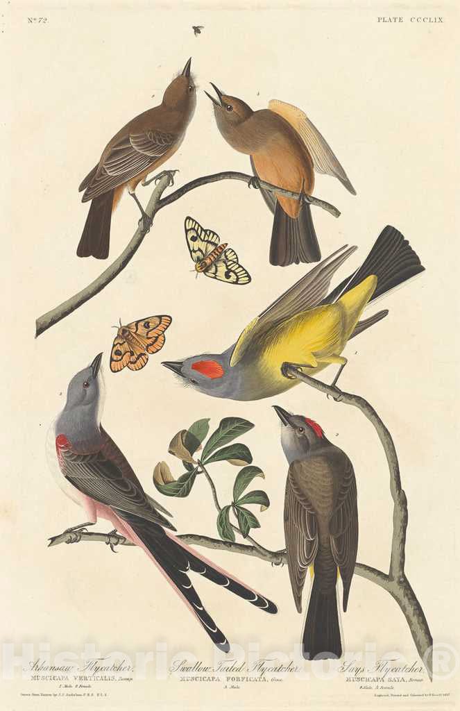 Art Print : Havell After Audubon, Arkansaw Flycatcher, Swallow-Tailed Flycatcher and Says Flycatcher, 1837 - Vintage Wall Art