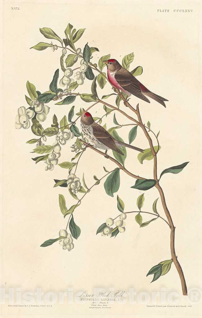 Art Print : Havell After Audubon, Lesser Red-poll, 1837 - Vintage Wall Art