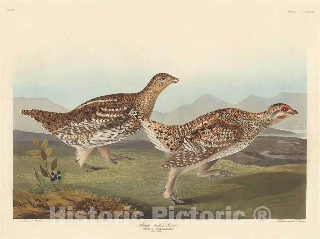 Art Print : Havell After Audubon, Sharp-Tailed Grous, 1837 - Vintage Wall Art