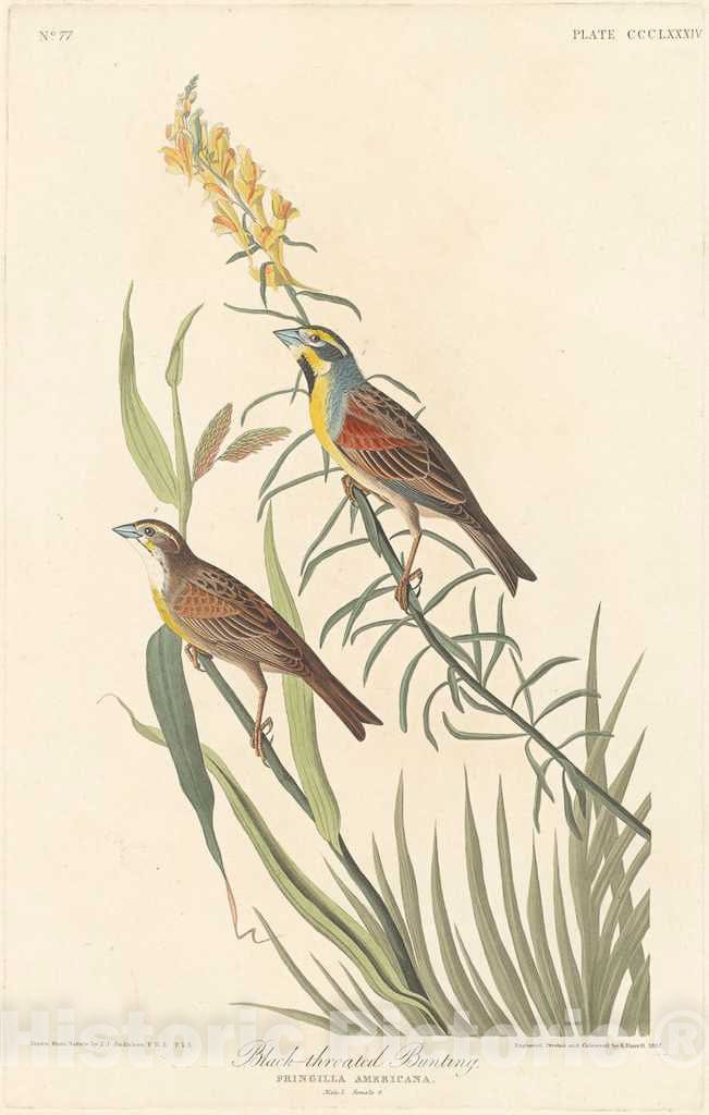 Art Print : Havell After Audubon, Black-Throated Bunting, 1837 - Vintage Wall Art