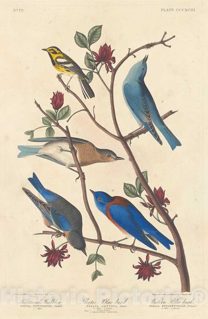 Art Print : Havell After Audubon, Townsend's Warbler, Arctic Blue Bird and Western Blue Bird, 1837 - Vintage Wall Art