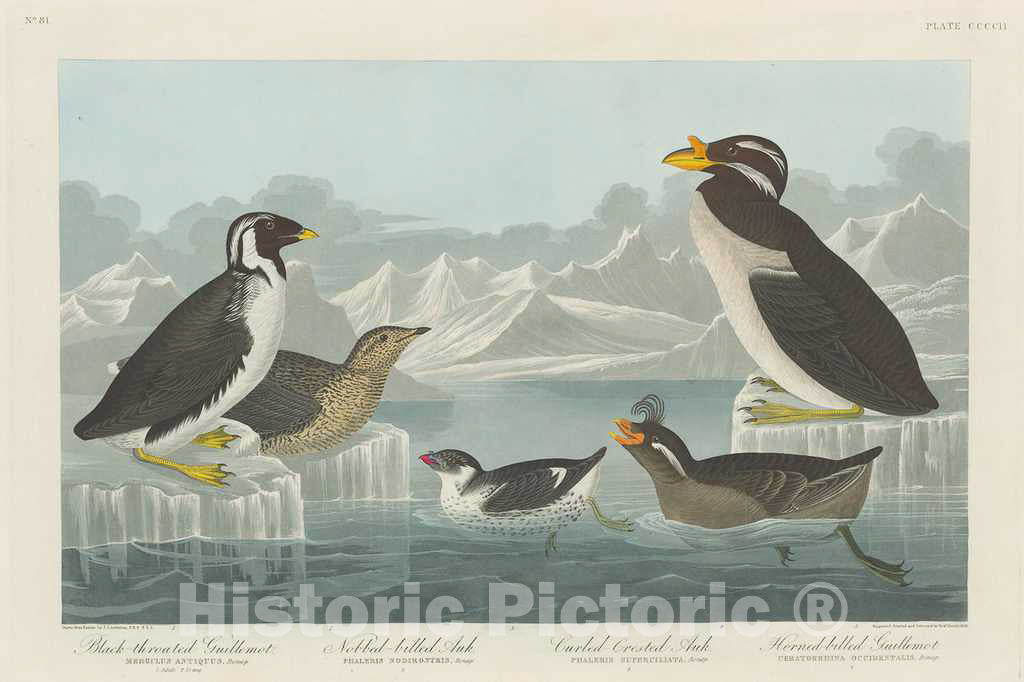 Art Print : Havell After Audubon, Black-Throated Guillemot, Nobbed-Billed Auk, Curled-Crested Auk and Horned-Billed Guillemot, 1838 - Vintage Wall Art