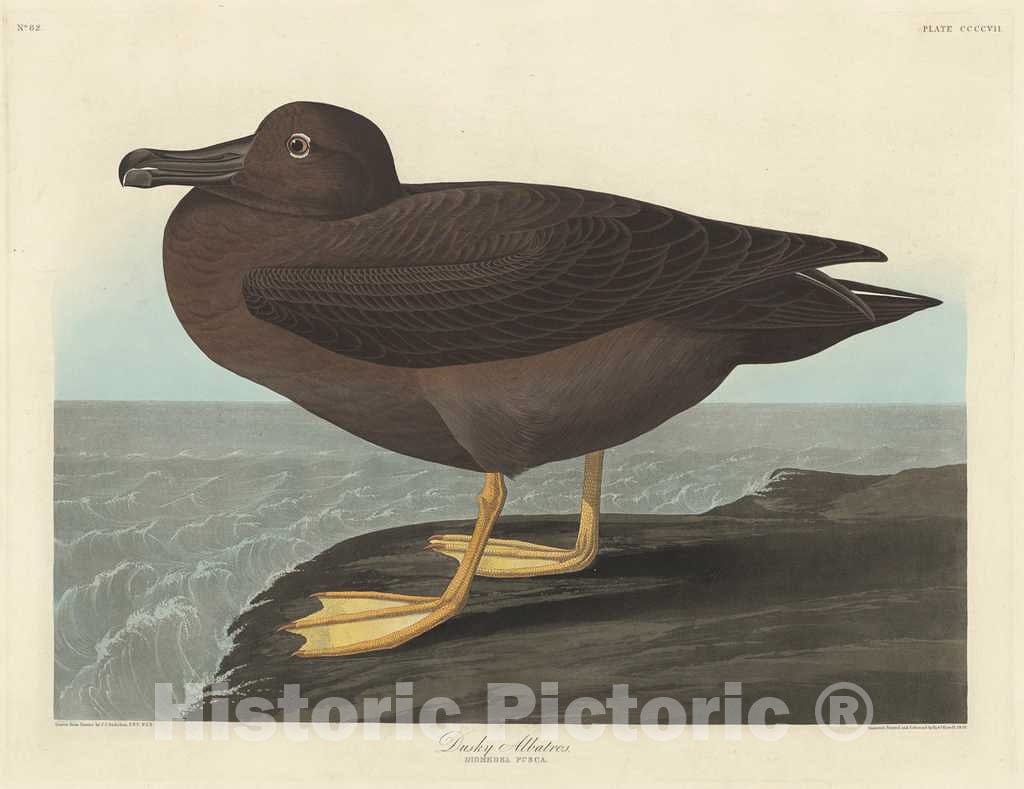 Art Print : Havell After Audubon, Dusky Albatros, 1838 - Vintage Wall Art