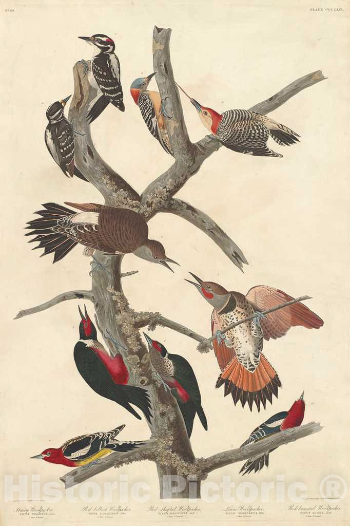 Art Print : Havell After Audubon, Hairy Woodpecker, 1838 - Vintage Wall Art