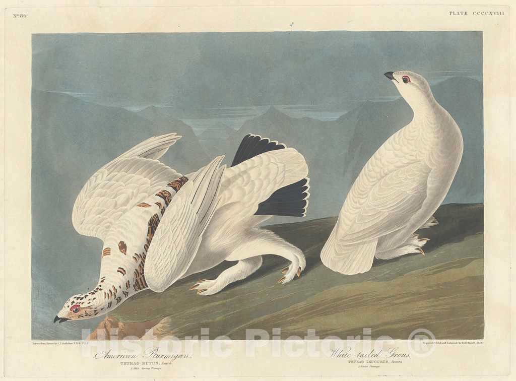 Art Print : Havell After Audubon, American Ptarmigan and White-Tailed Grous, 1838 - Vintage Wall Art