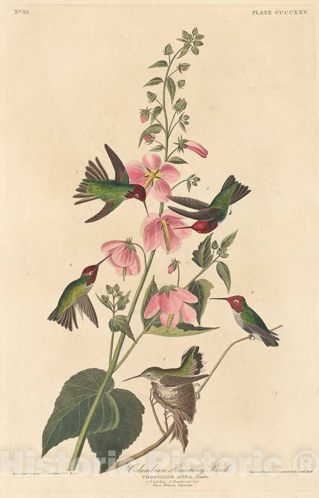 Art Print : Havell After Audubon, Columbian Humming Bird, 1838 - Vintage Wall Art