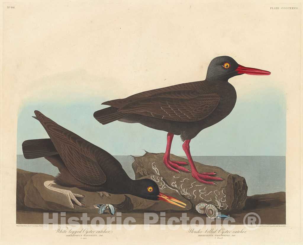 Art Print : Havell After Audubon, White-Legged Oyster-Catcher and Slender-Billed Oyster-Catcher, 1838 - Vintage Wall Art