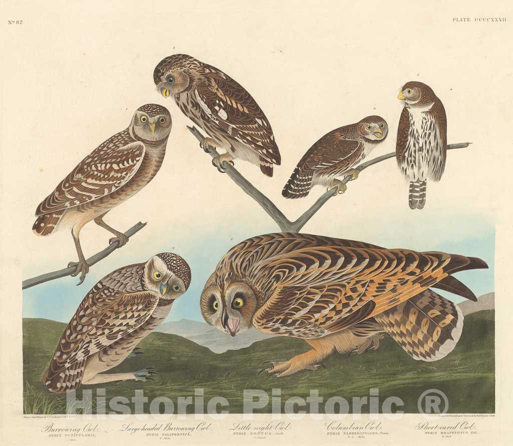 Art Print : Havell After Audubon, Burrowing Owl, Large-Headed Burrowing Owl andLittle Night Owl, 1838 - Vintage Wall Art