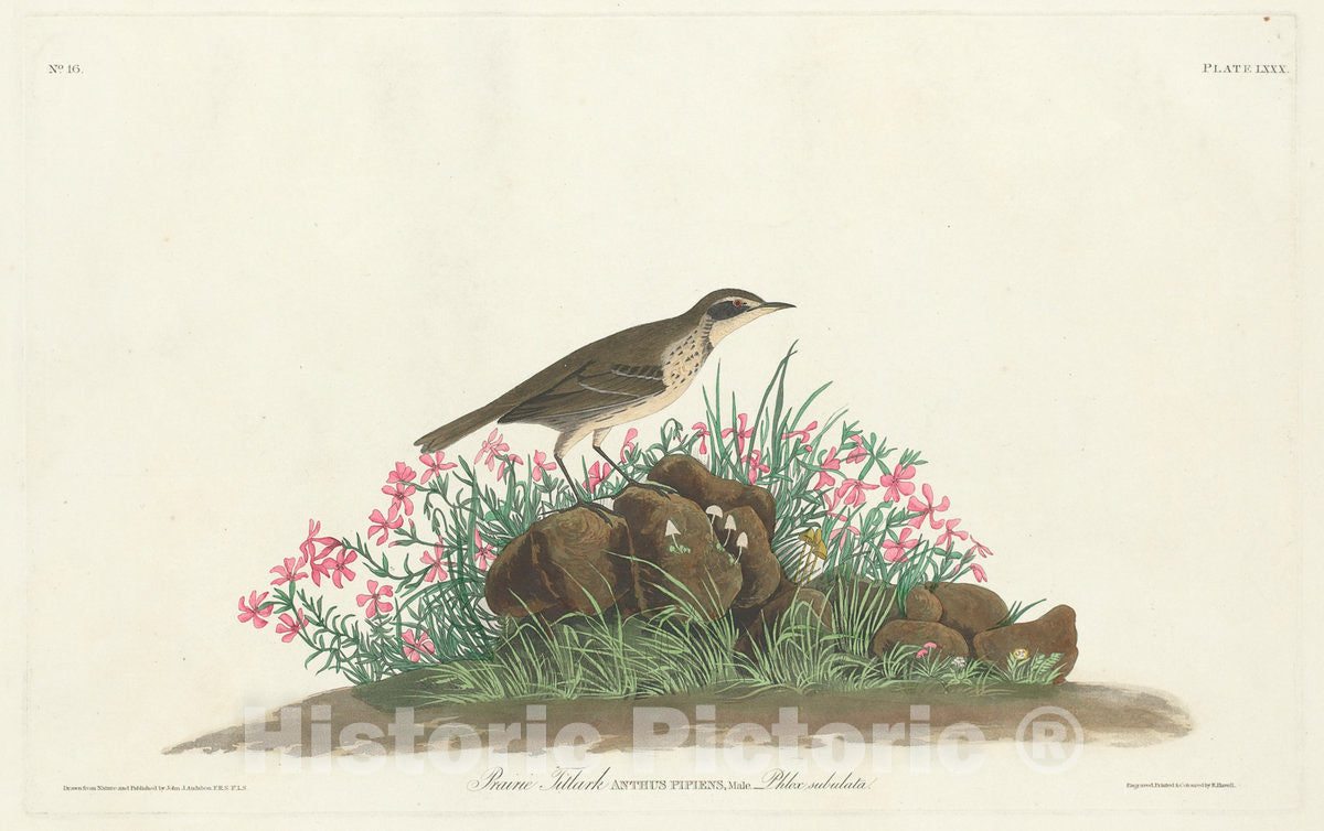 Art Print : Havell, Jr. After Audubon, Prairie Titlark - Vintage Wall Art