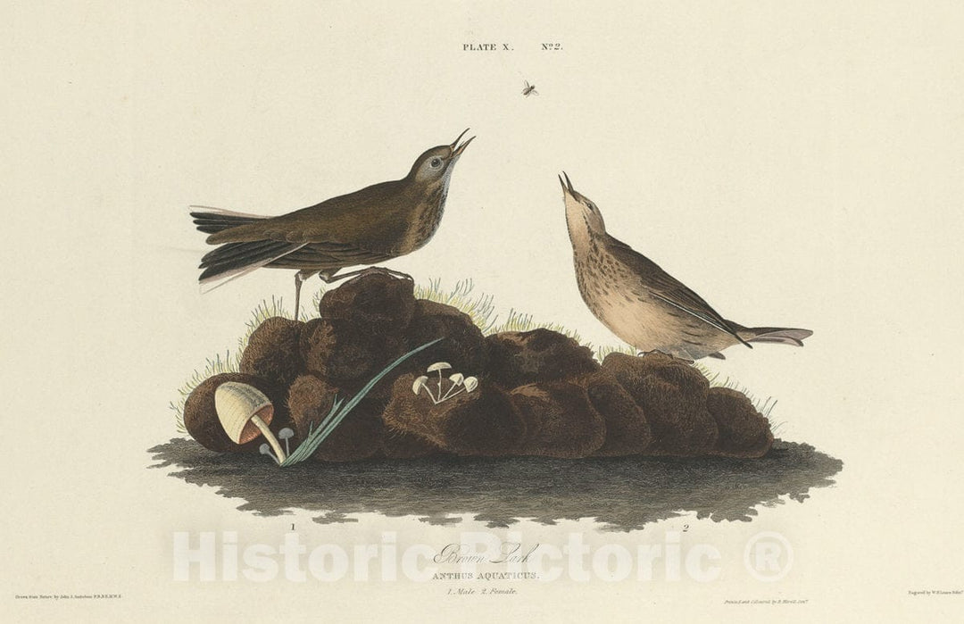 Art Print : Lizars After Audubon, Brown Lark, 1827 - Vintage Wall Art