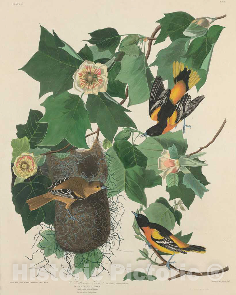 Art Print : Havell After Audubon, Baltimore Oriole, 1827 - Vintage Wall Art