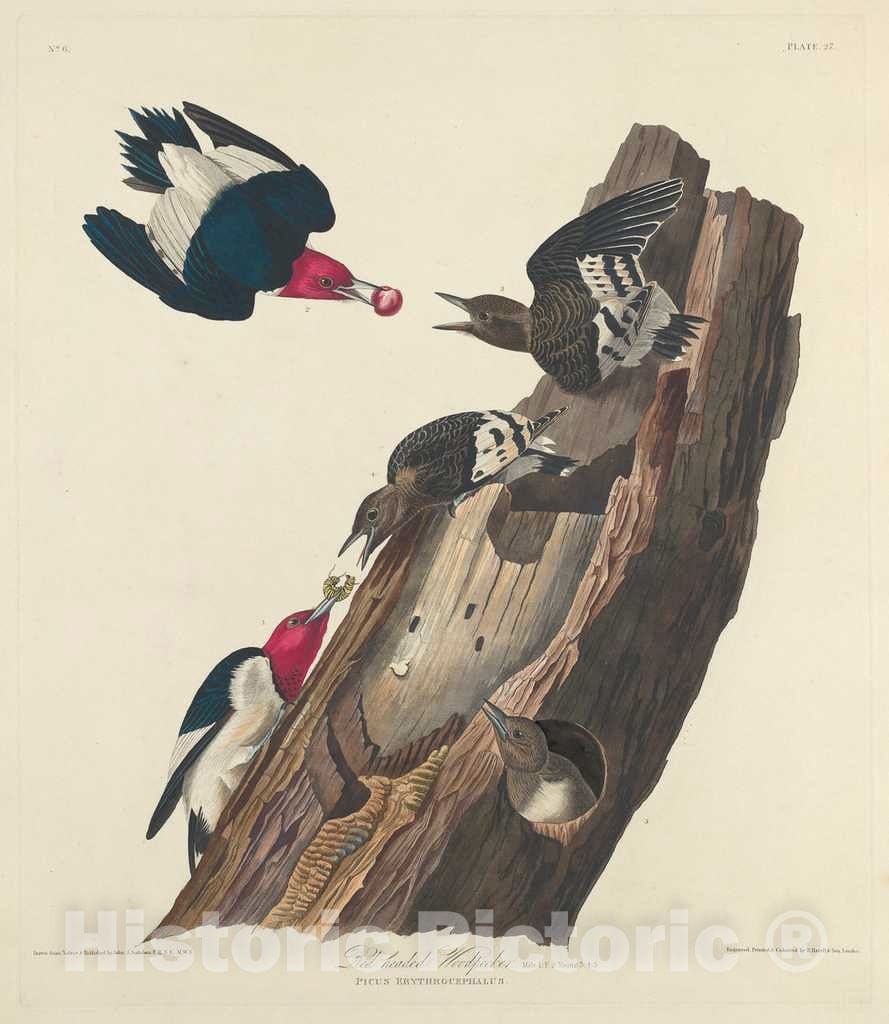 Art Print : Havell After Audubon, Red-Headed Woodpecker, 1828 - Vintage Wall Art