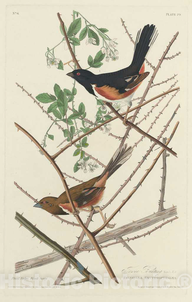 Art Print : Havell After Audubon, Towee Bunting, 1828 - Vintage Wall Art