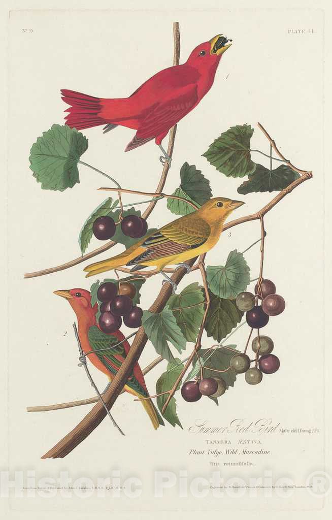 Art Print : Havell After Audubon, Summer Red Bird, 1828 - Vintage Wall Art