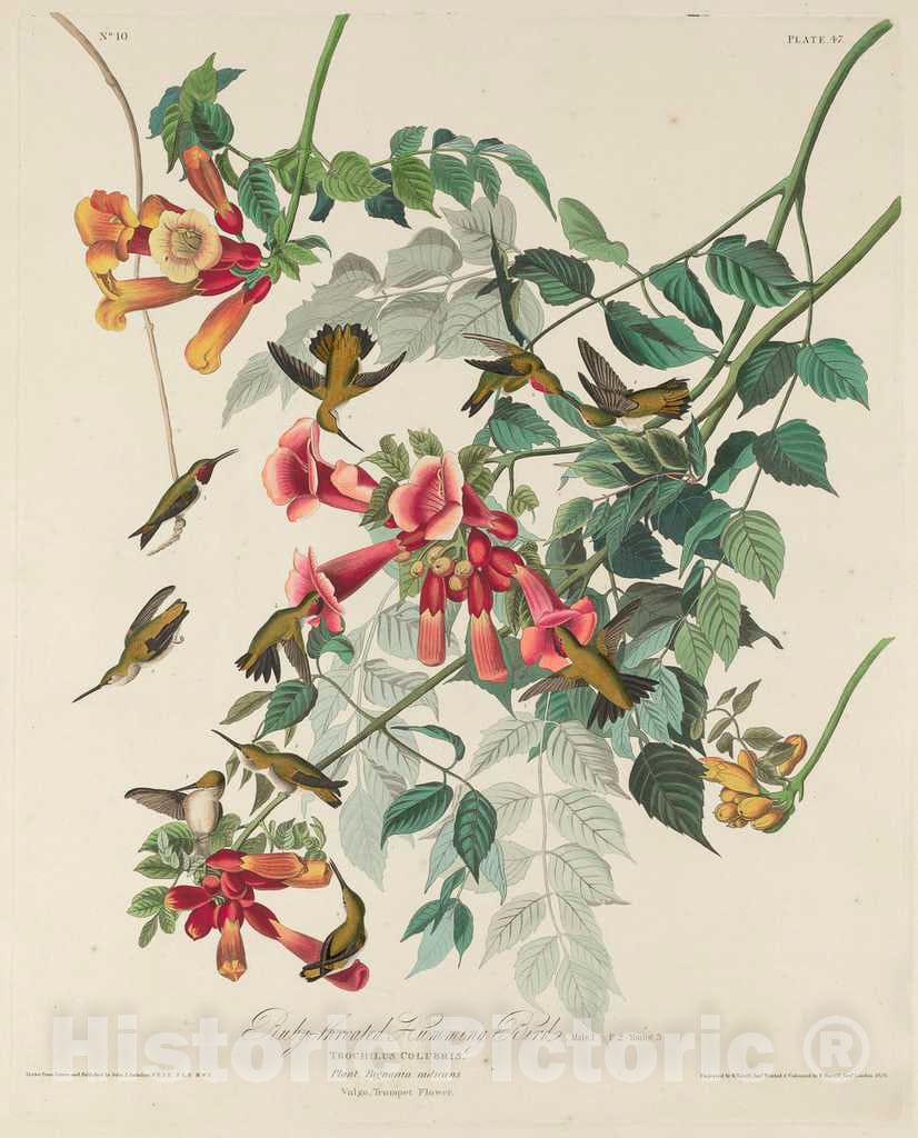 Art Print : Havell After Audubon, Ruby-Throated Humming Bird, 1828 - Vintage Wall Art