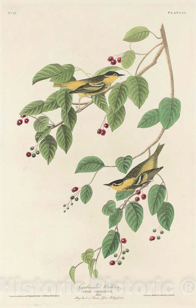 Art Print : Havell After Audubon, Carbonated Warbler, 1829 - Vintage Wall Art