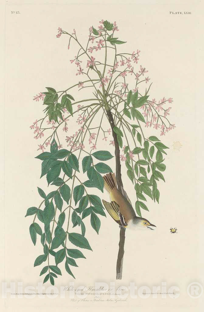 Art Print : Havell After Audubon, White-Eyed Fly Catcher, 1829 - Vintage Wall Art