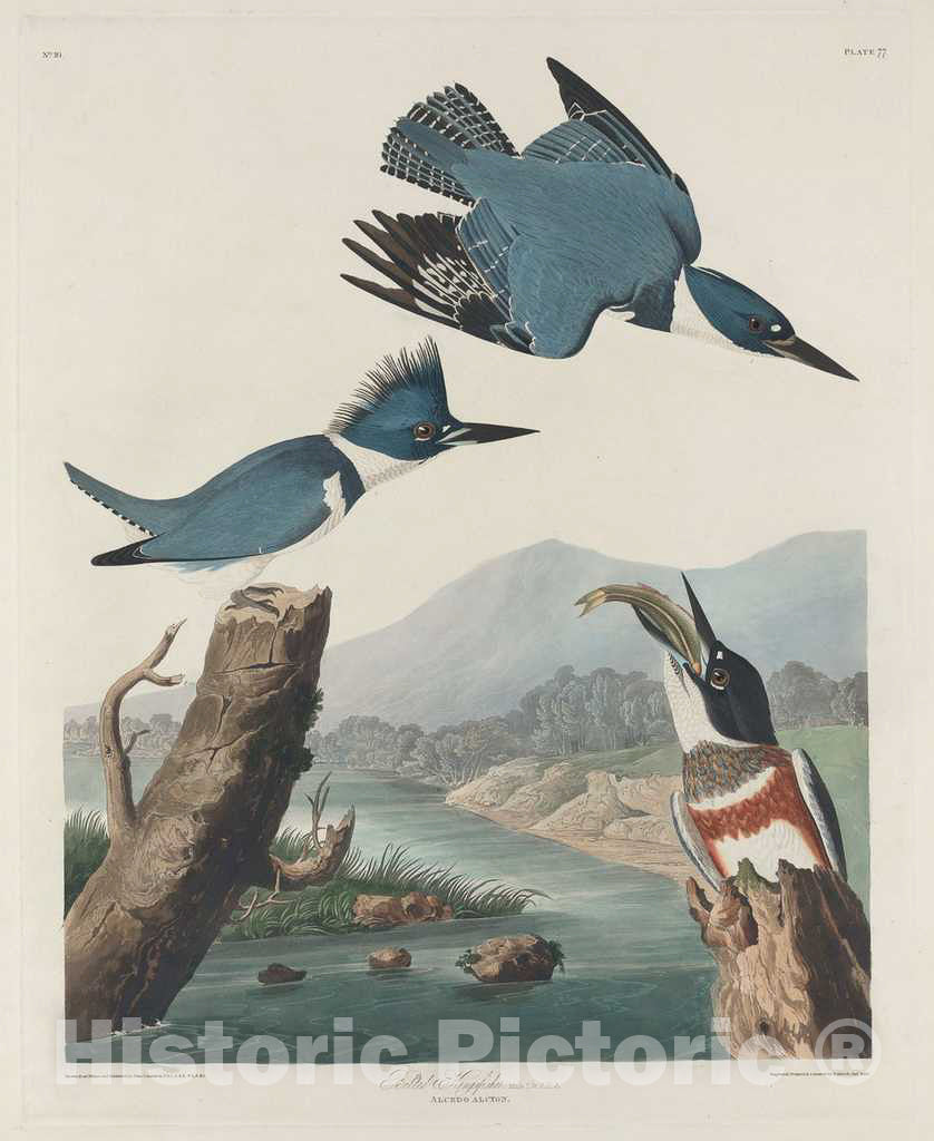 Art Print : Havell After Audubon, Belted Kingsfisher, 1830 - Vintage Wall Art