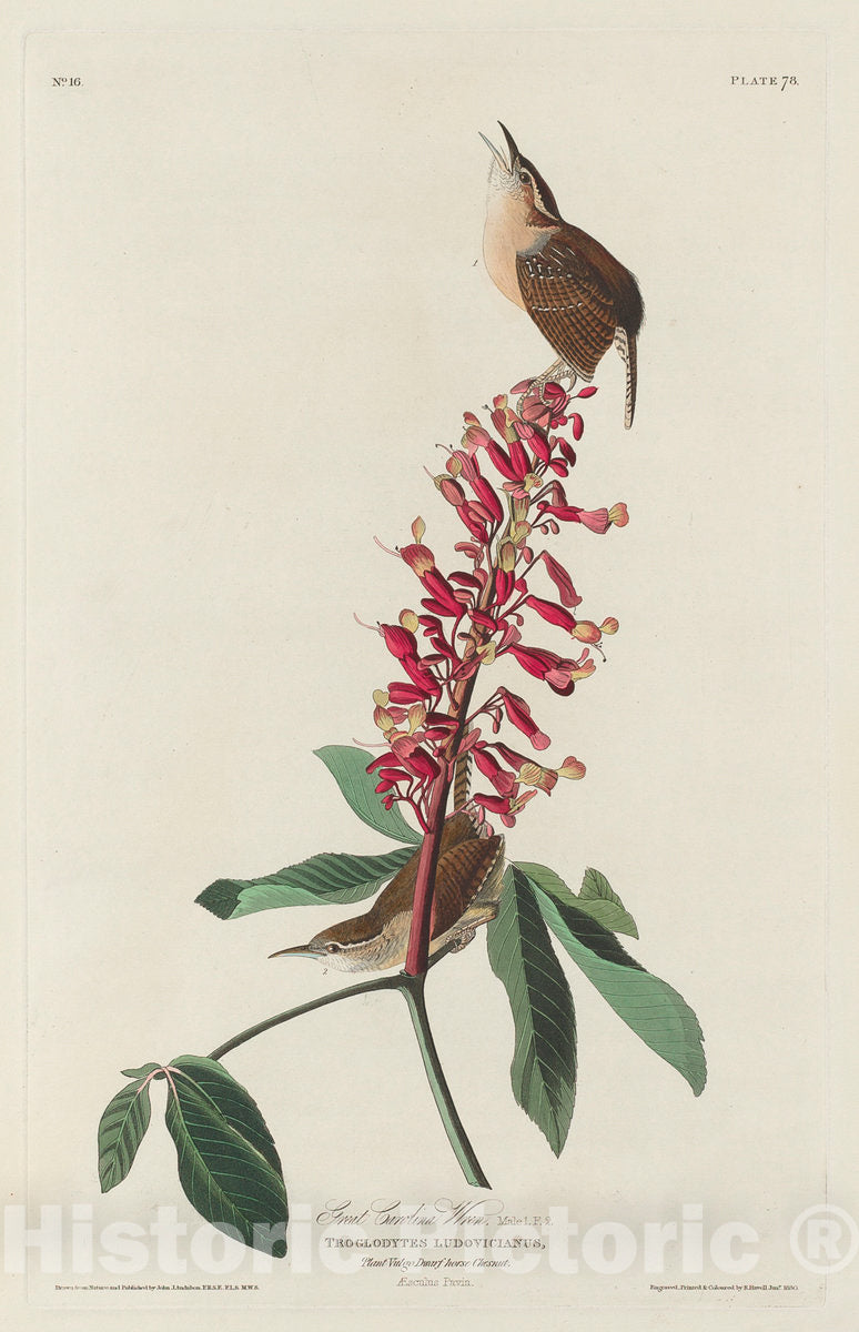 Art Print : Havell After Audubon, Great Carolina Wren, 1830 - Vintage Wall Art