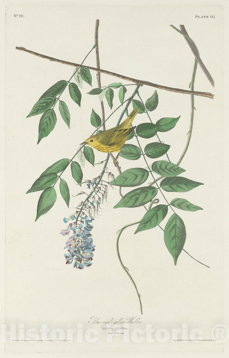 Art Print : Havell After Audubon, Blue-Eyed Yellow Warbler, 1830 - Vintage Wall Art