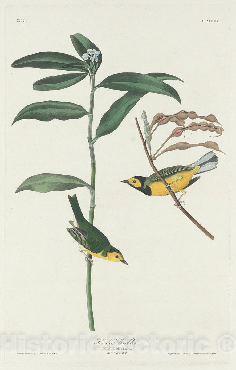 Art Print : Havell After Audubon, Hooded Warbler, 1831 - Vintage Wall Art