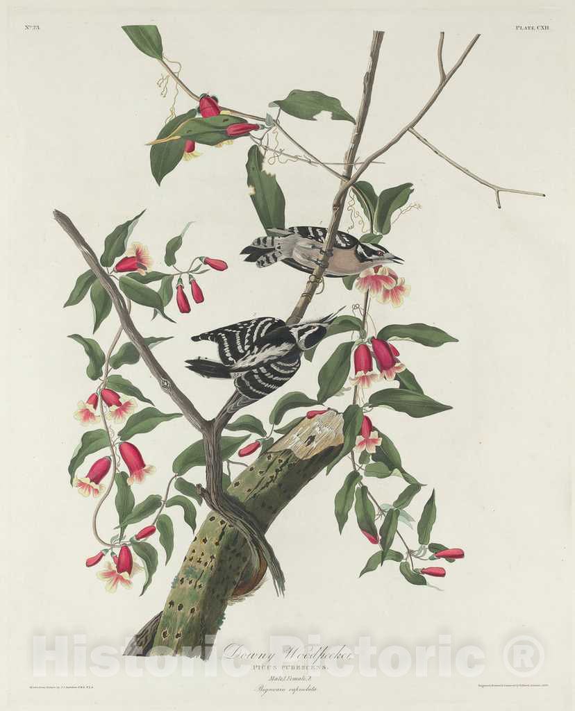 Art Print : Havell After Audubon, Downy Woodpecker, 1831 - Vintage Wall Art