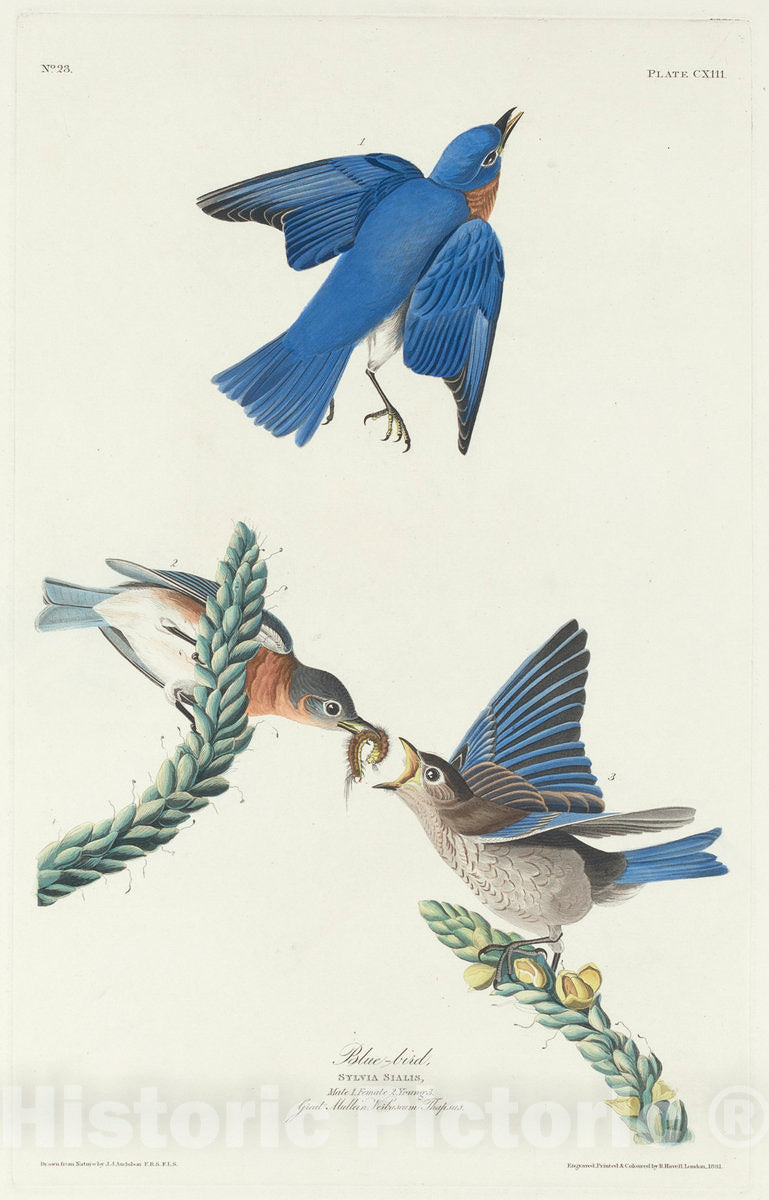 Art Print : Havell After Audubon, Blue-Bird, 1831 - Vintage Wall Art