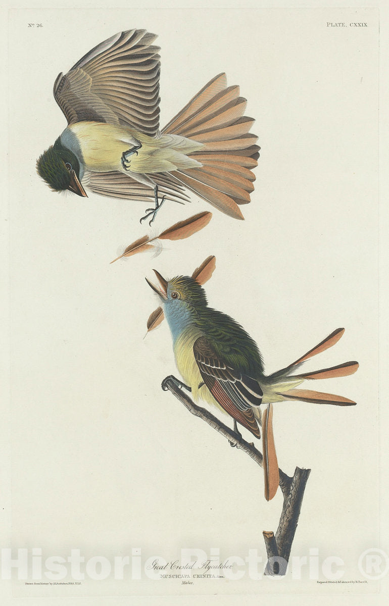 Art Print : Havell After Audubon, Great Crested Flycatcher, 1832 - Vintage Wall Art