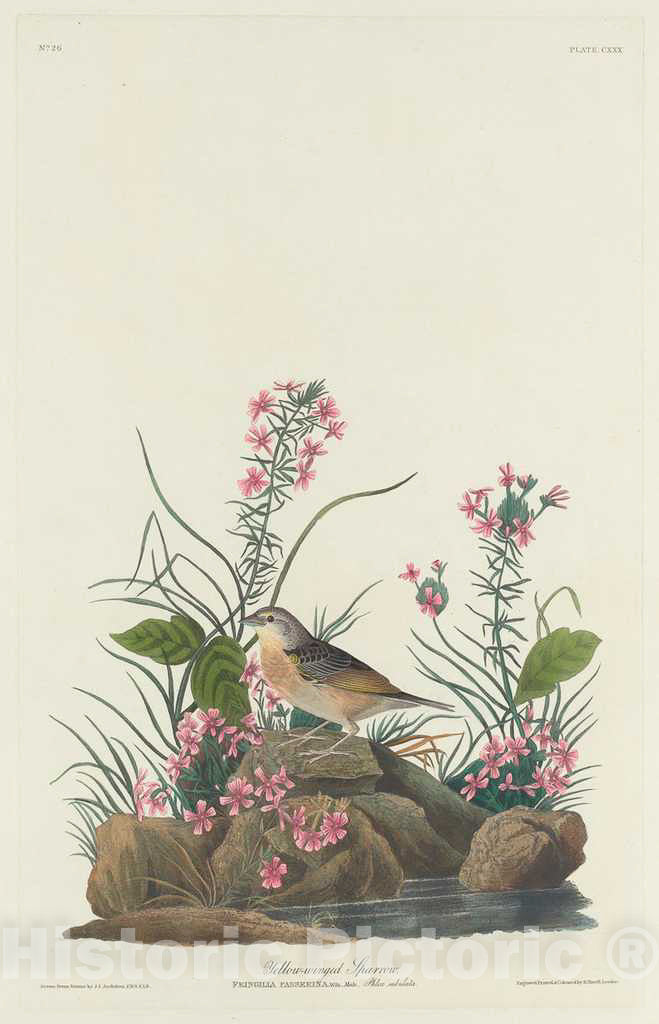 Art Print : Havell After Audubon, Yellow-Winged Sparrow, 1832 - Vintage Wall Art