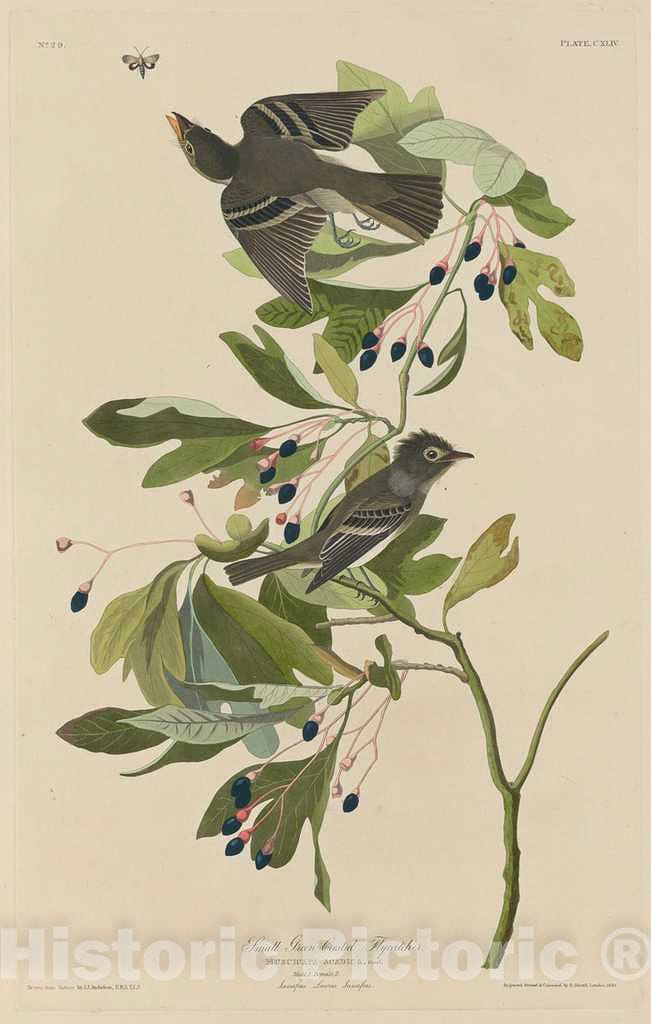 Art Print : Havell After Audubon, Small Green-Crested Flycatcher, 1832 - Vintage Wall Art