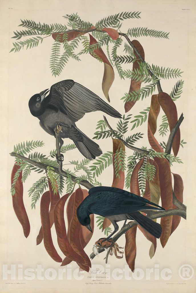 Art Print : Havell After Audubon, Fish Crow, 1832 - Vintage Wall Art