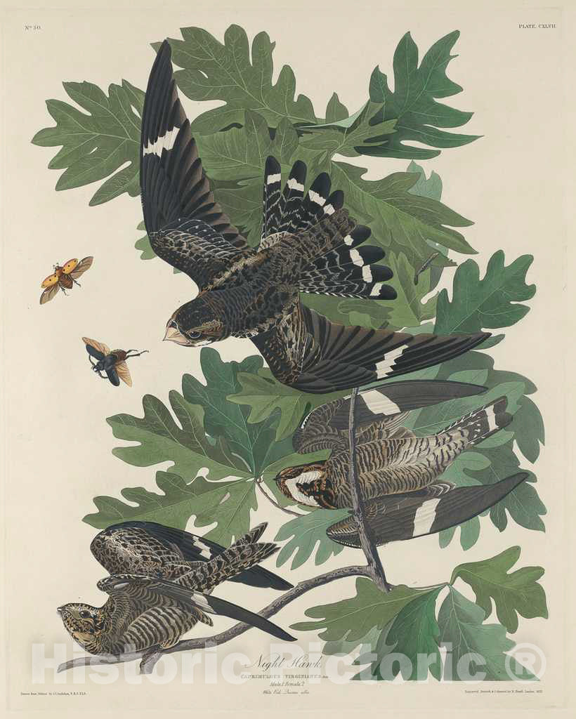 Art Print : Havell After Audubon, Night Hawk, 1832 - Vintage Wall Art