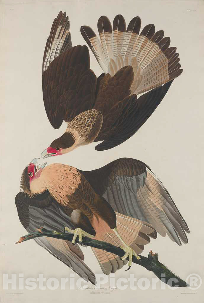 Art Print : Havell After Audubon, Brasilian Caracara Eagle, 1833 - Vintage Wall Art