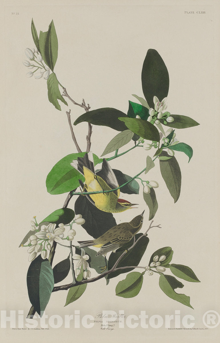 Art Print : Havell After Audubon, Palm Warbler, 1833 - Vintage Wall Art