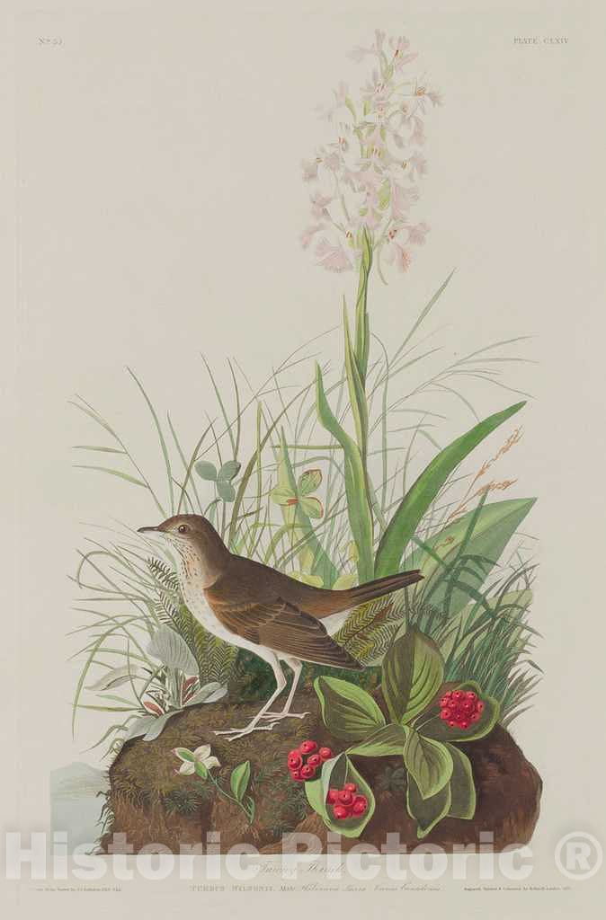 Art Print : Havell After Audubon, Tawny Thrush, 1833 - Vintage Wall Art