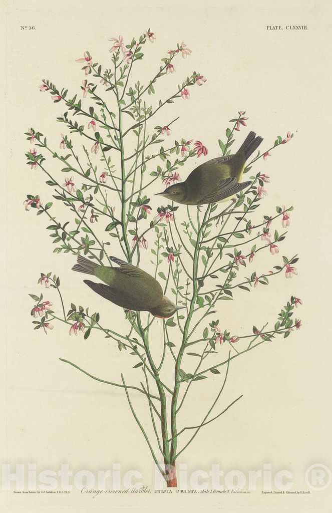 Art Print : Havell After Audubon, Orange-Crowned Warbler, 1833 - Vintage Wall Art