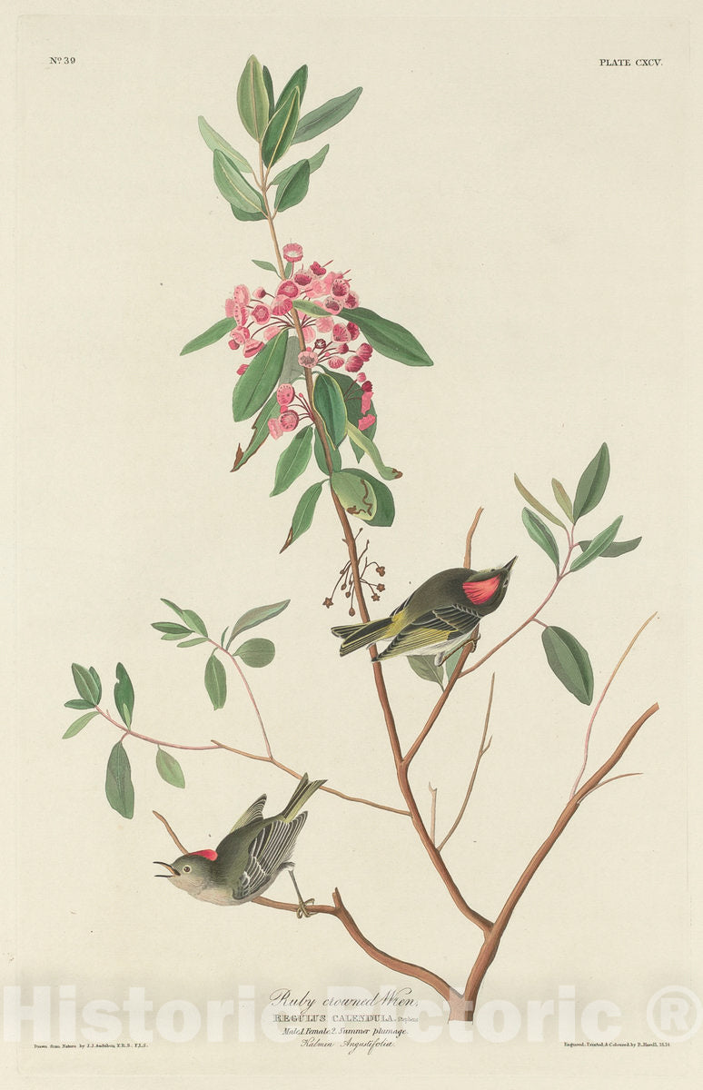 Art Print : Havell After Audubon, Ruby-Crowned Wren, 1834 - Vintage Wall Art