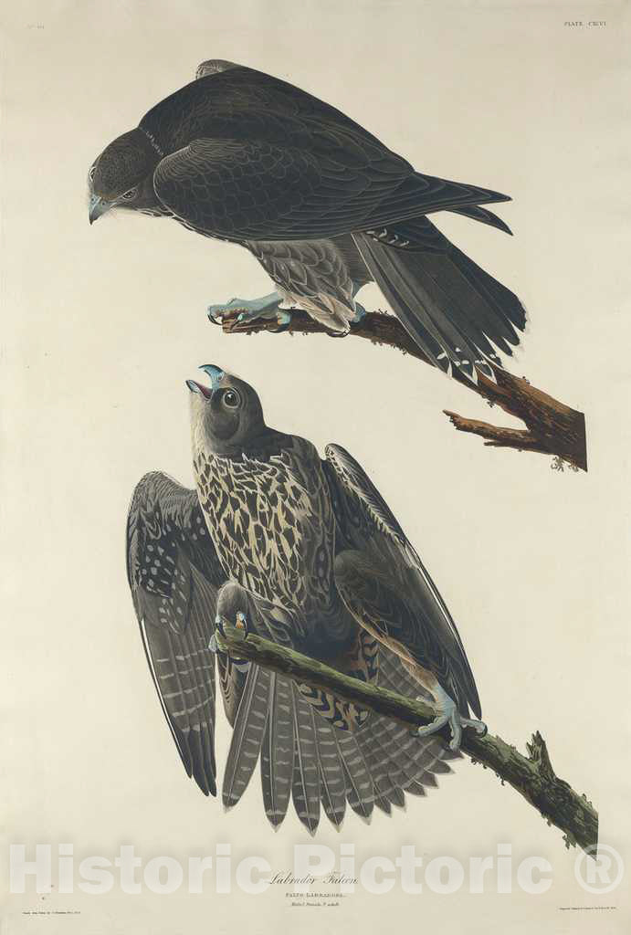 Art Print : Havell After Audubon, Labrador Falcon, 1834 - Vintage Wall Art