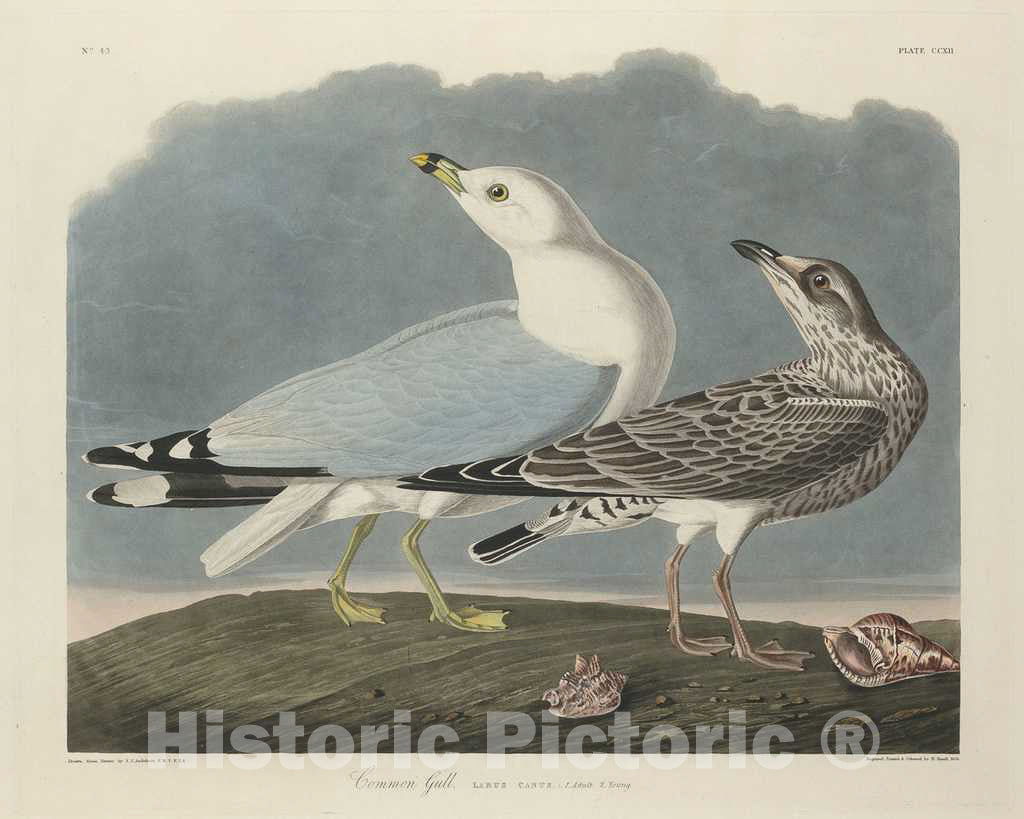 Art Print : Havell After Audubon, Common Gull, 1834 - Vintage Wall Art