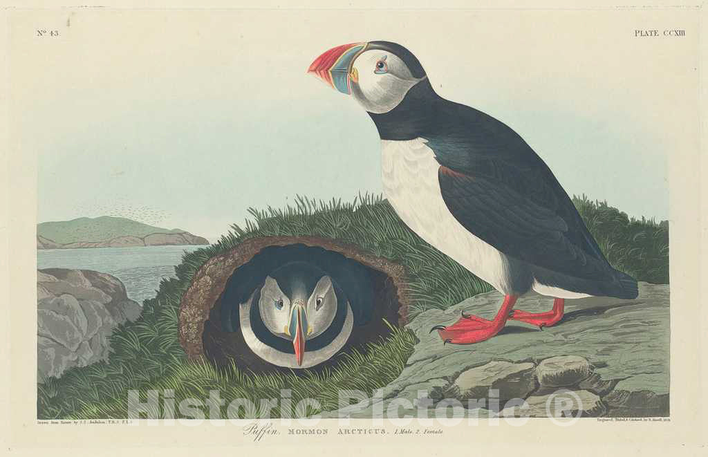 Art Print : Havell After Audubon, Puffin, 1834 - Vintage Wall Art