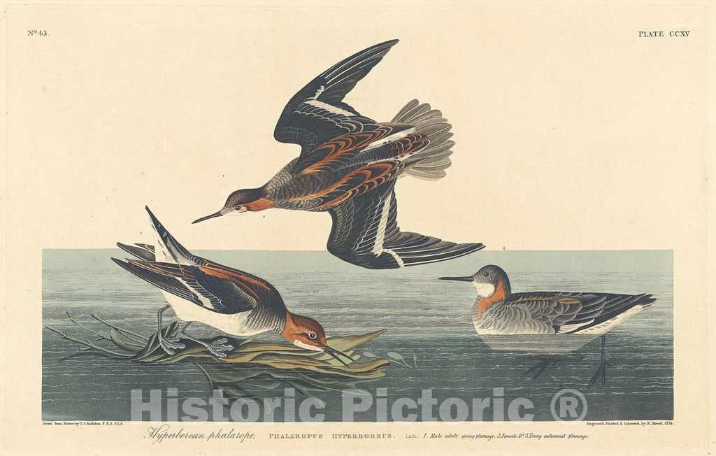 Art Print : Havell After Audubon, Hyperborean Phalarope, 1834 - Vintage Wall Art