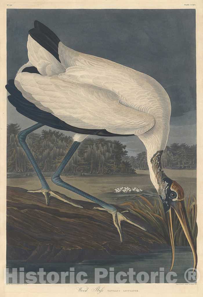 Art Print : Havell After Audubon, Wood Ibis, 1834 - Vintage Wall Art